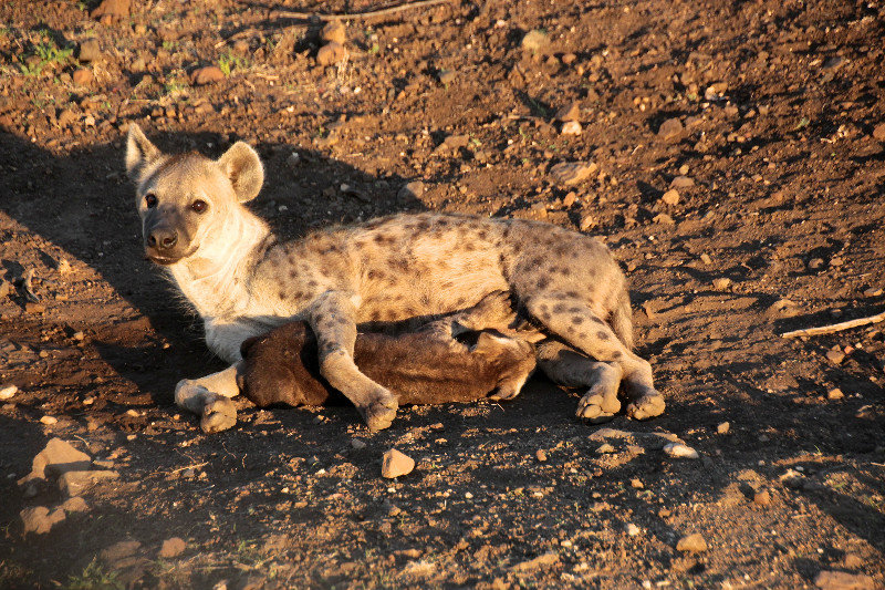 Hyena and cub