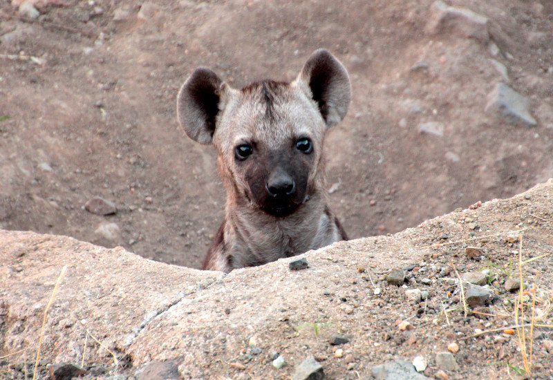 Young Hyena in den