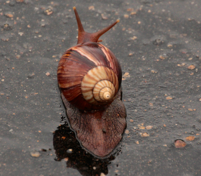 Snail  - on the road