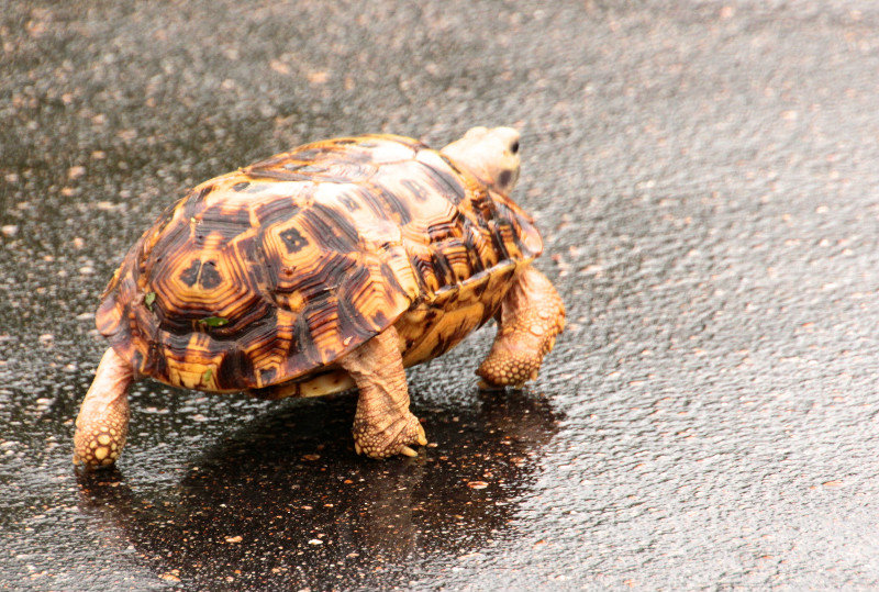 Leopard Tortoise - on the road