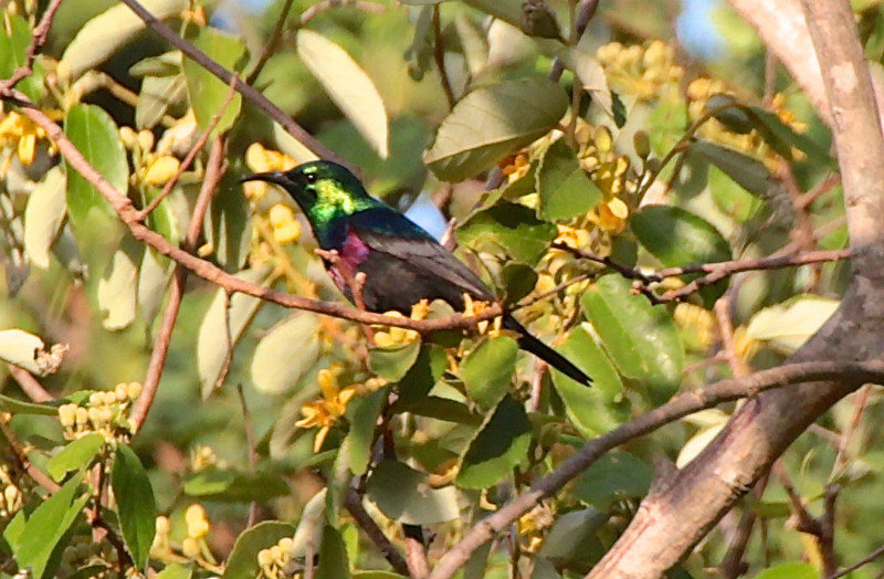 Double-coloured Sunbird