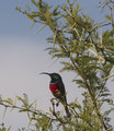 Double-collared Sunbird