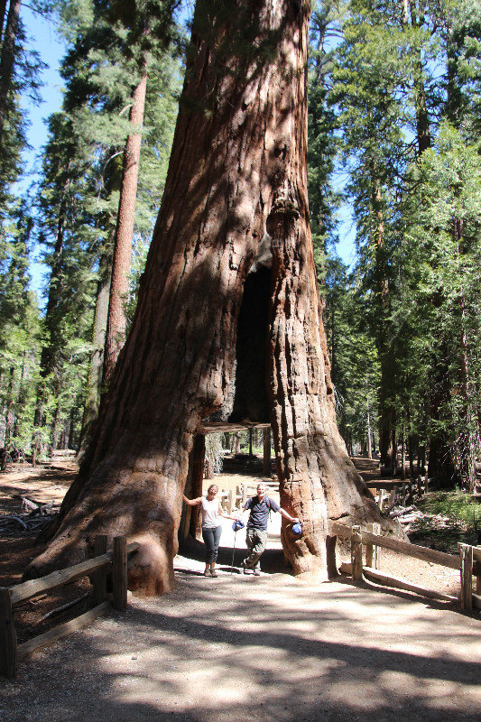Californian Tunnel Tree