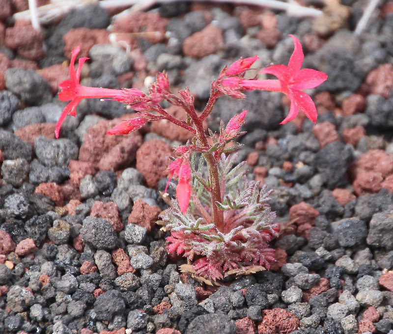 Growing in the Lava