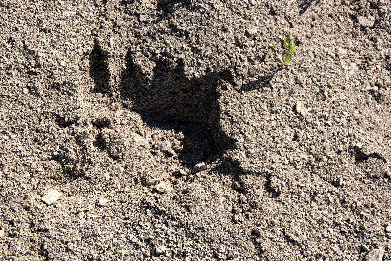 Baby Bear's footprint