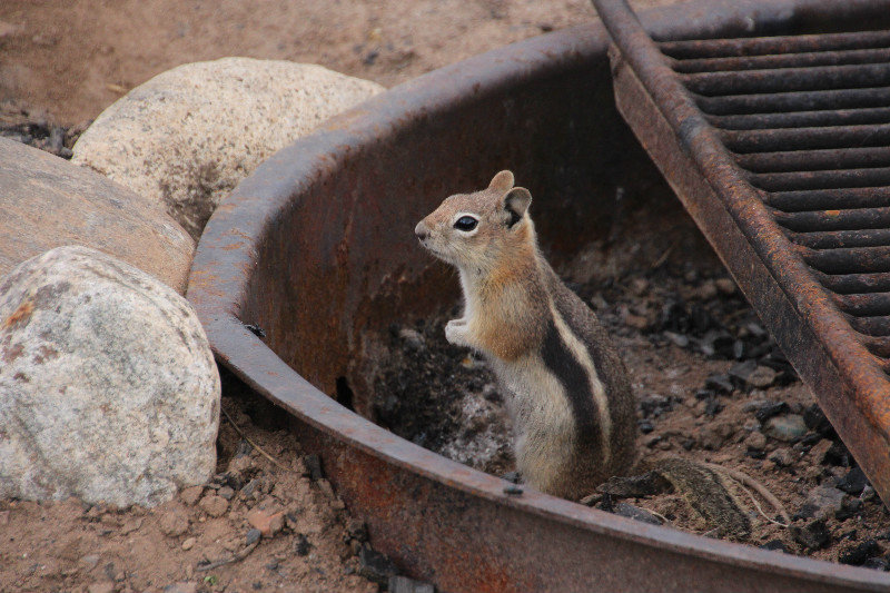 Chipmunk's home in the bbq