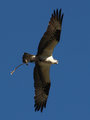 Osprey making his home