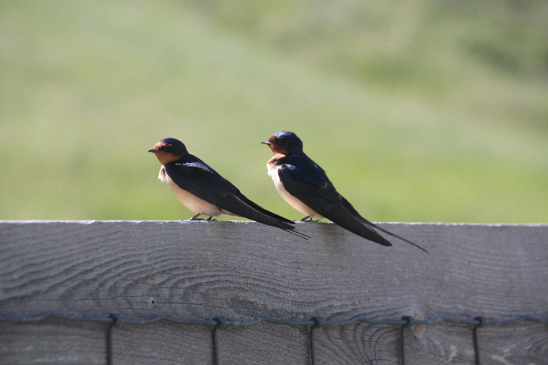 Swallow's Rest