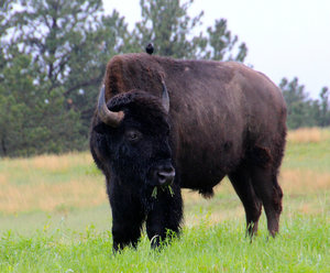 Our very first Bison