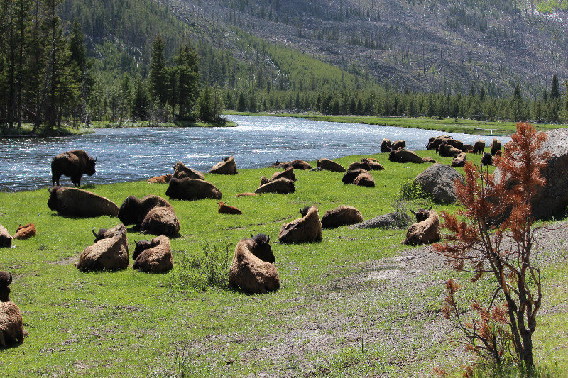 Field of Bison