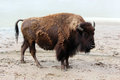 Bison in the thermals
