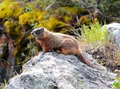Moose Falls - sunbathing marmot