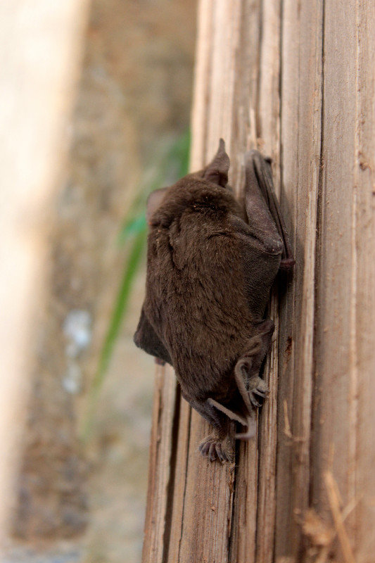Bat on fence post