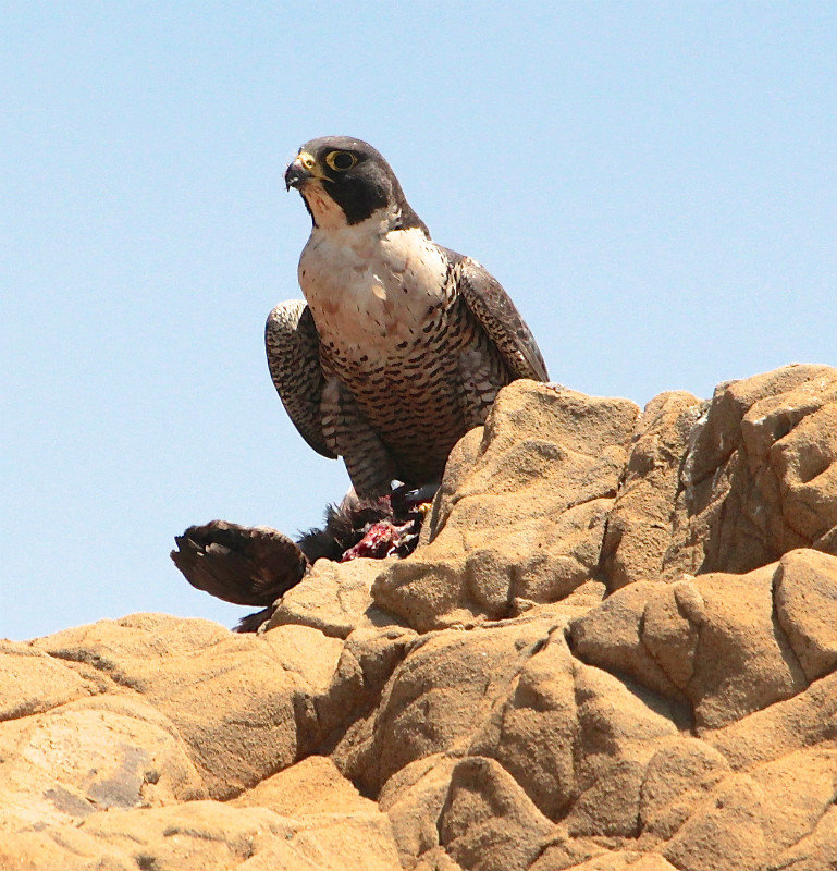 Peregrine Falcon watching us