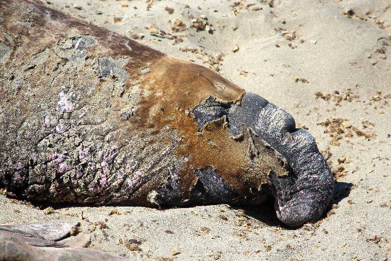 Elephant Seals (10)