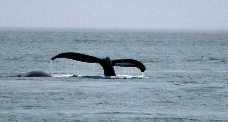 Humpback - Point Adolphous