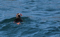 Tufted Puffin
