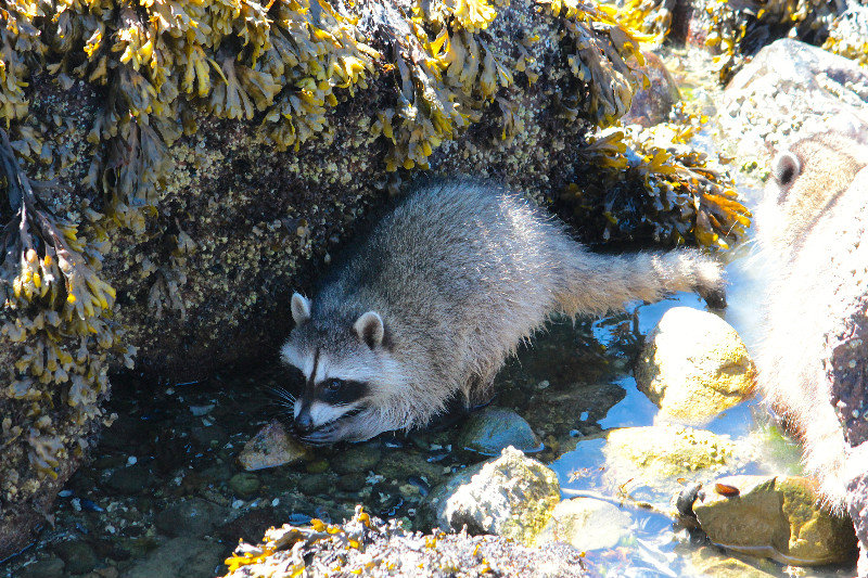 Foraging on the shore