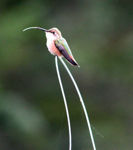 Hummingbird - not the tongue