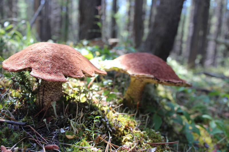 Fungi - Mona Lake Hike
