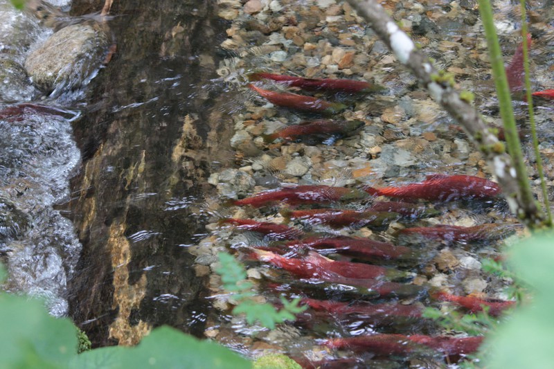 Spawning Channel