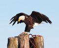 Bald Eagle on mooring pole