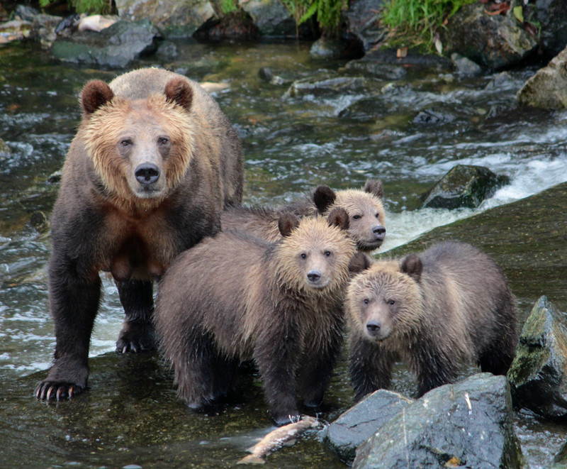 Grizzly Bear with triplets