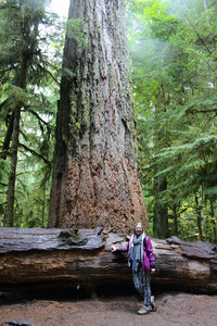 Cathedral Grove - Large Douglas Fir