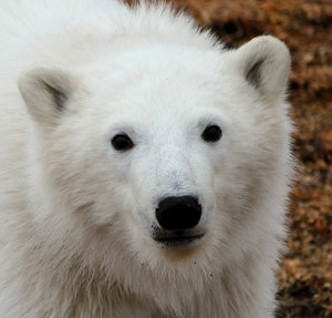 Young Polar Bear