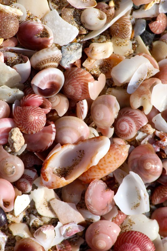 Colourful shells
