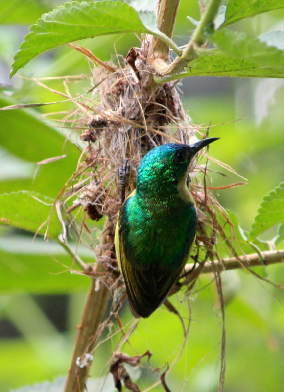 Collared Sunbird on nest