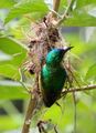 Collared Sunbird on nest