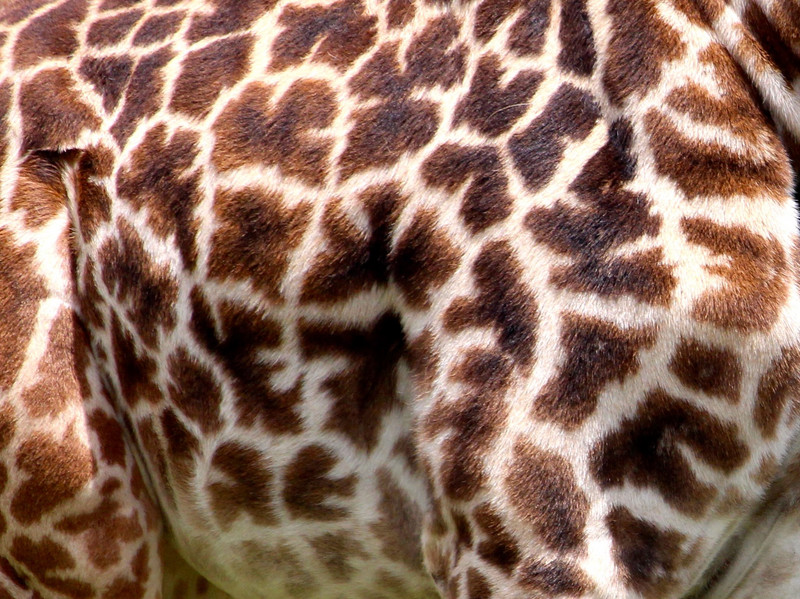 Giraffe Patterns