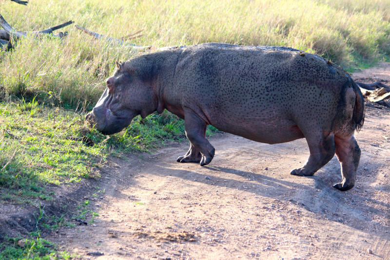 Hippopotamus returning from grazing