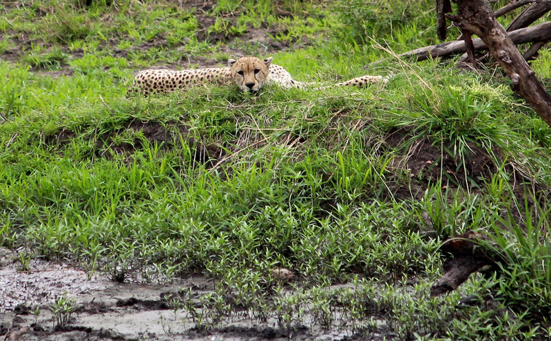Cheetah on riverbank