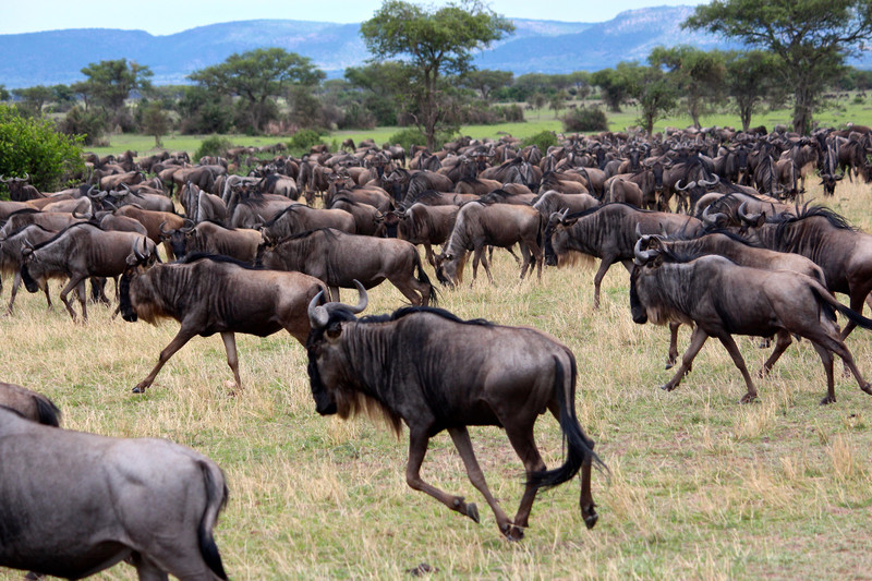 Wildebeest on their Migration