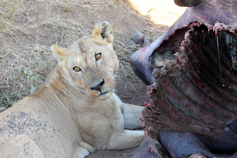 Lioness guarding the kill