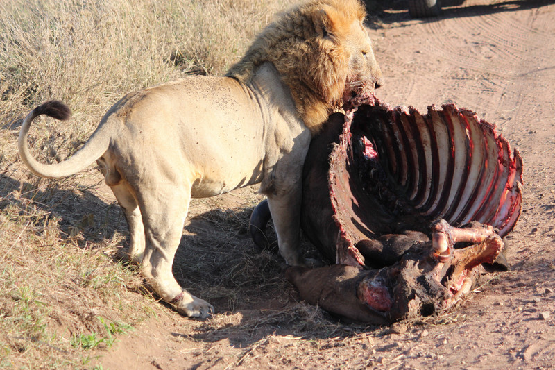 Lion dragging the buffalo