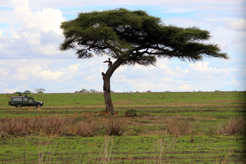 Serengeti View