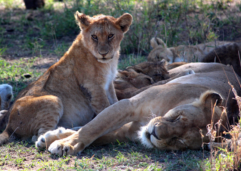 Lions - Serengeti National Park