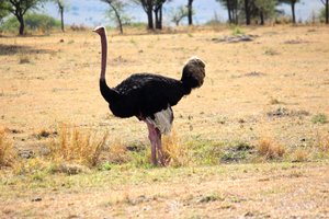 Male Ostrich