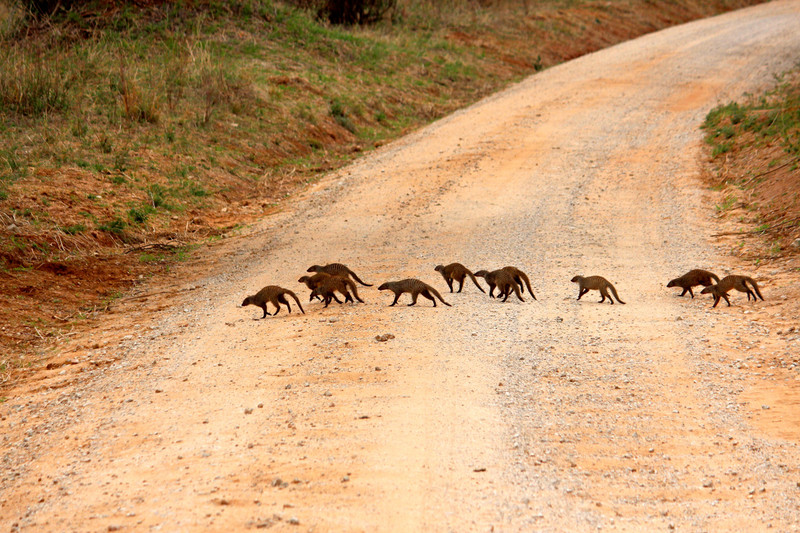 Banded Mongoose Crossing
