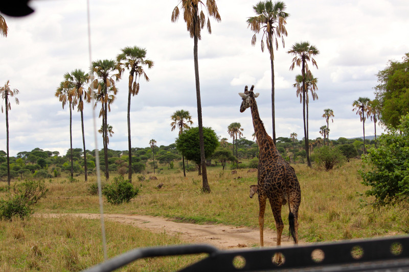Following the Giraffe
