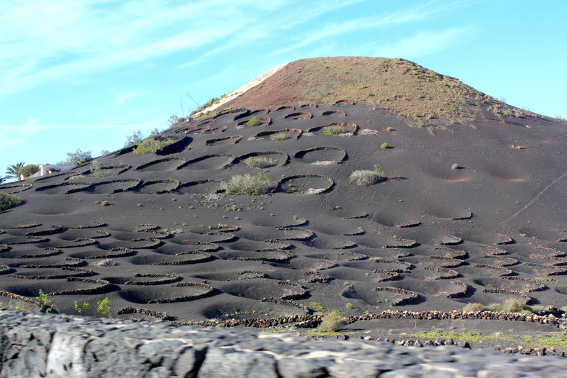 Vines can grow right up the volcanic slopes