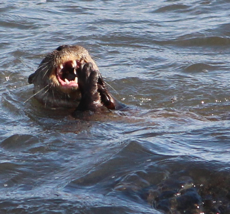 A feeding Giant River Otter