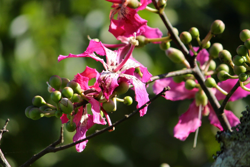 Pink Floss Tree Flowers