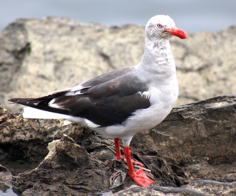 Red footed Seagull