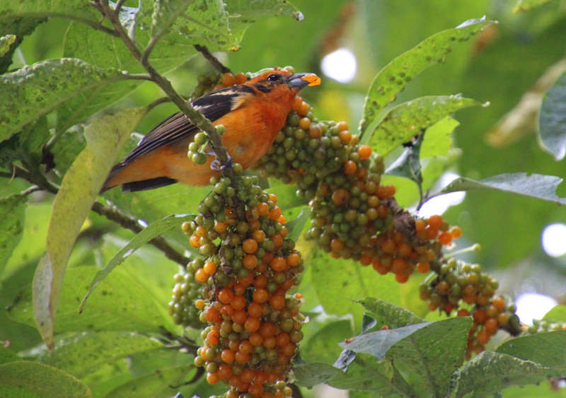 Flame-coloured Tanager
