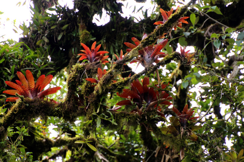 Beautiful Bromeliads in the high canopy