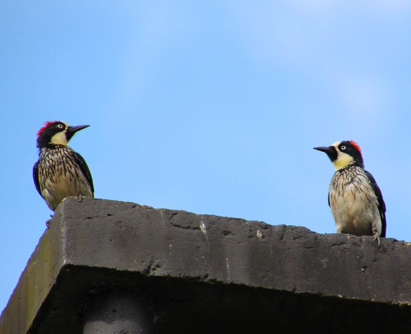 Pair of Acorn Woodpeckers
